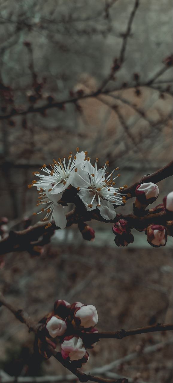 a close up of flowers on a tree branch